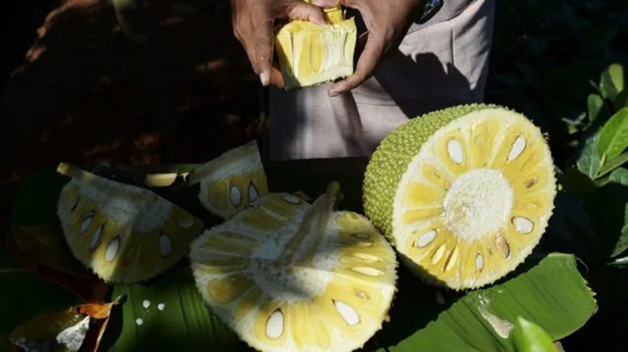 India, the world's biggest producer of jackfruit, is capitalising on its growing popularity as a 